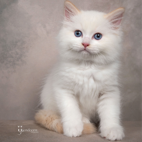 Foto van de poes