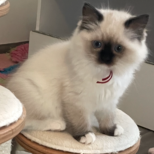 Foto van de poes