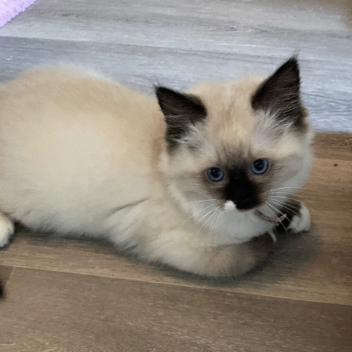 Foto van de poes