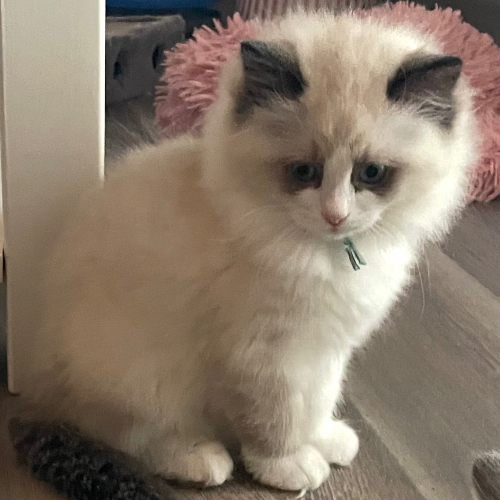 Foto van de poes
