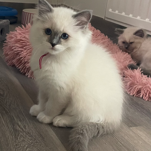 Foto van de poes