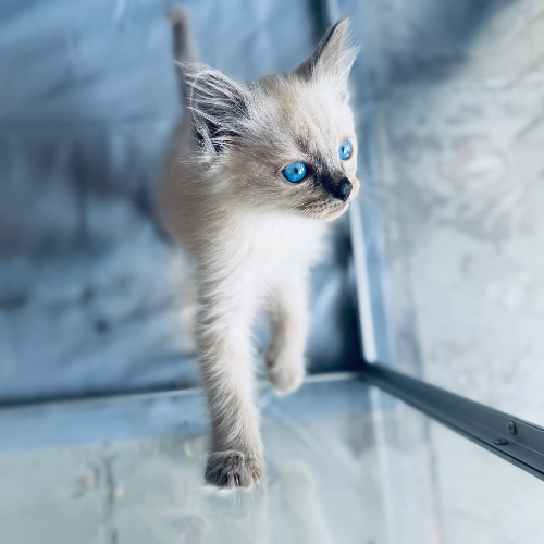 Foto van de poes