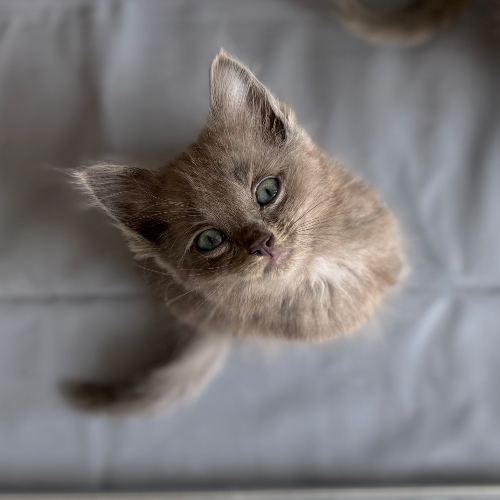 Foto van de poes