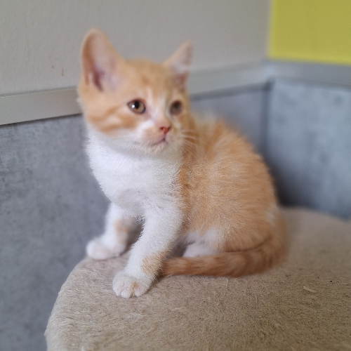 Foto van de poes