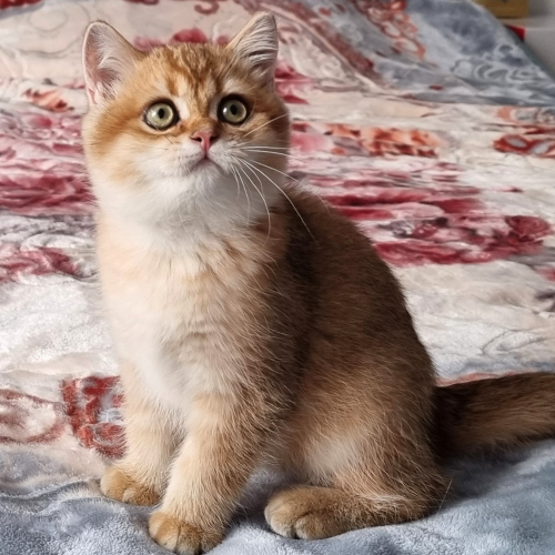 Foto van de poes