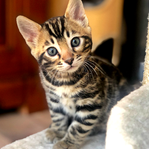 Foto van de poes