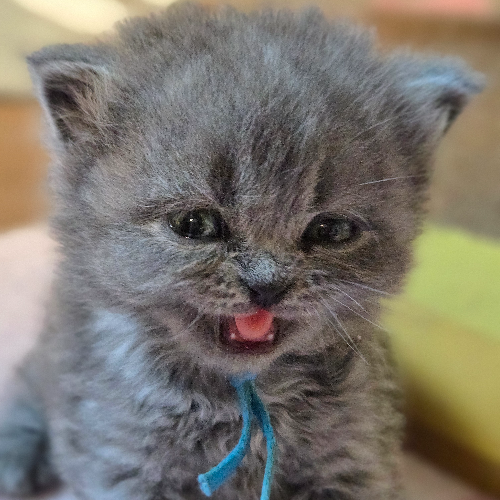Foto van de poes