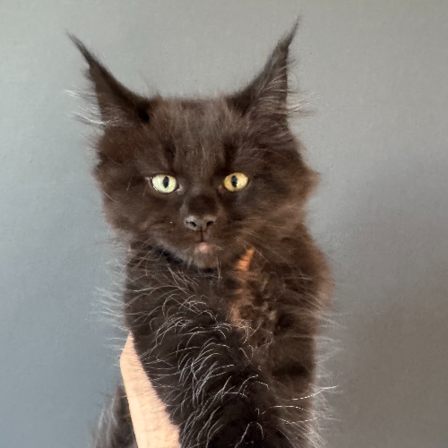Foto van de poes