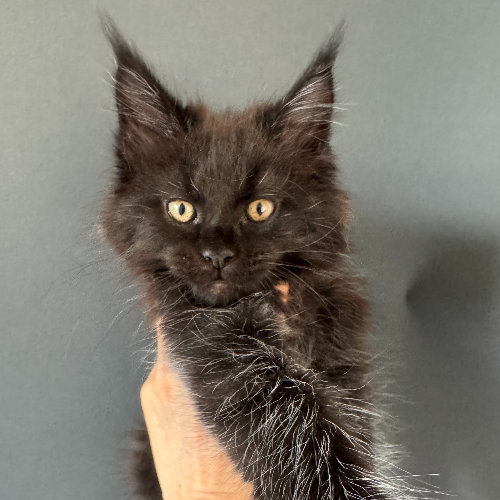 Foto van de poes
