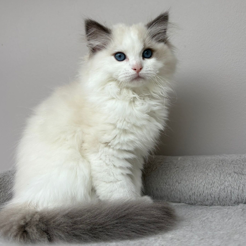 Foto van de poes