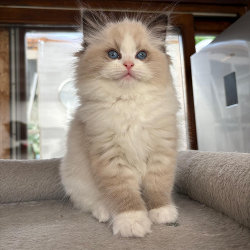 Foto van de poes