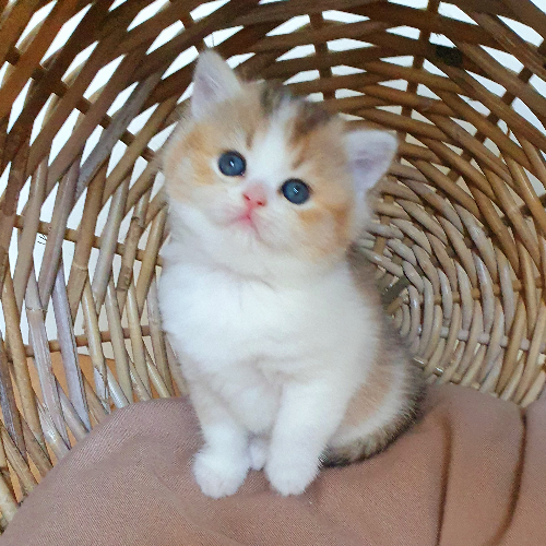 Foto van de poes