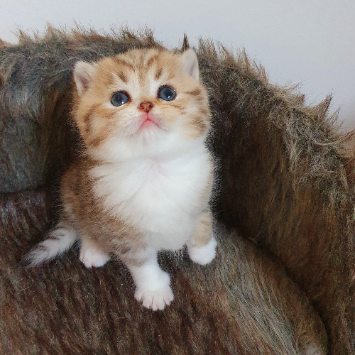 Foto van de poes