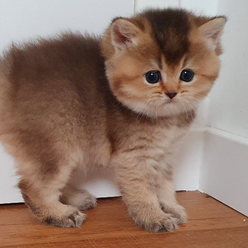 Foto van de poes