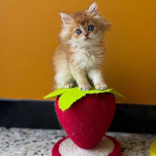 Foto van de poes