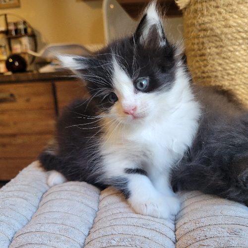 Foto van de poes