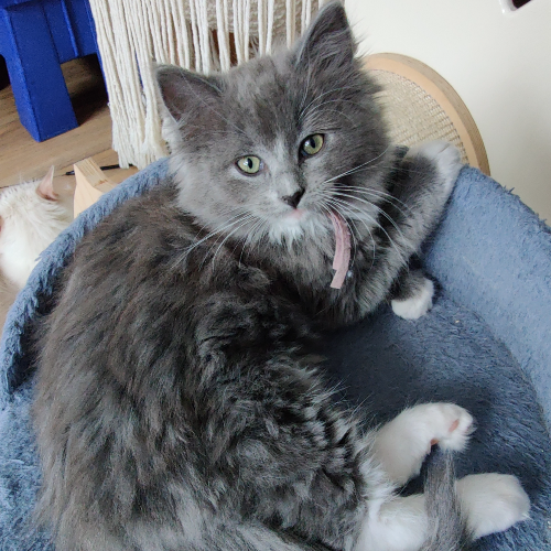 Foto van de poes