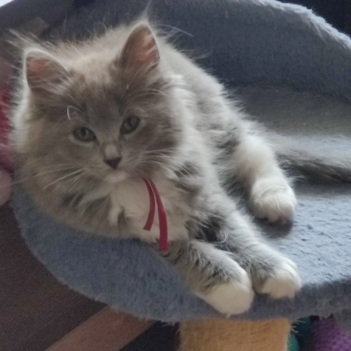Foto van de poes