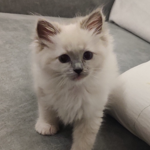 Foto van de poes