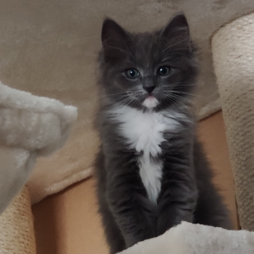 Foto van de poes