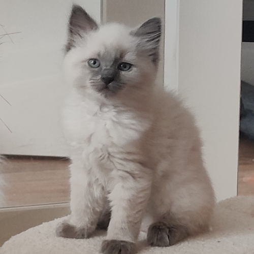 Foto van de poes