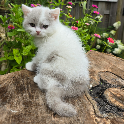 Foto van de poes