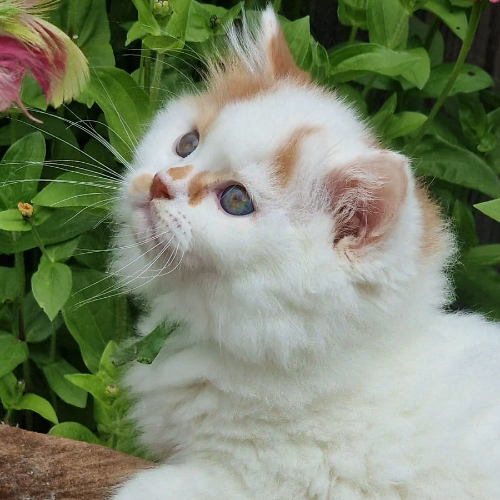 Foto van de poes