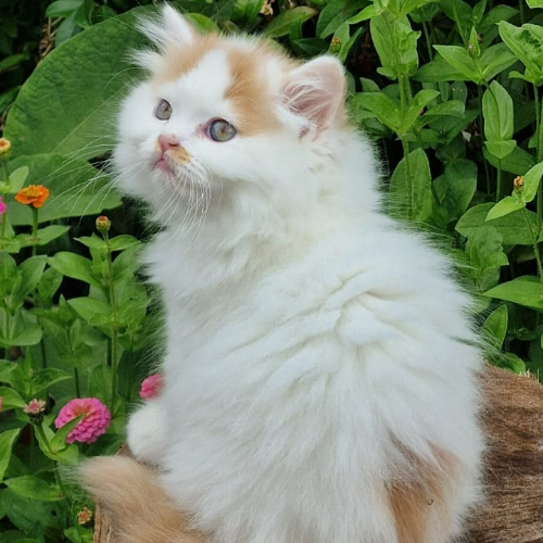 Foto van de poes