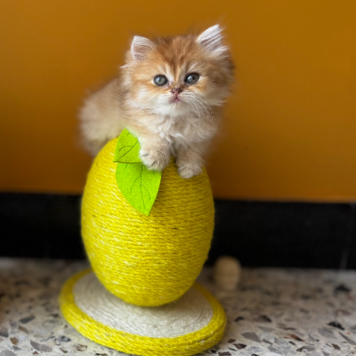 Foto van de poes