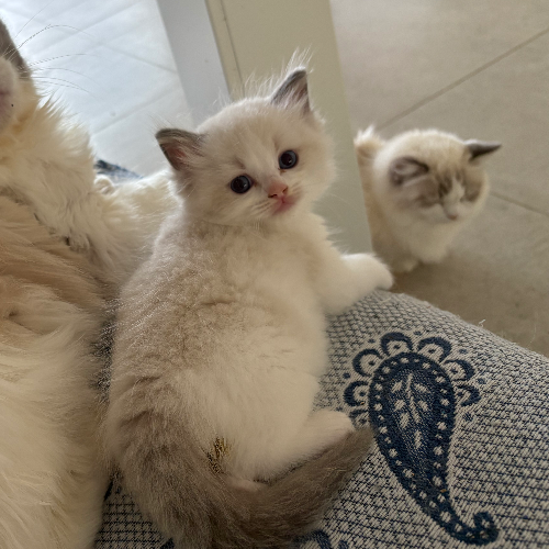 Foto van de poes