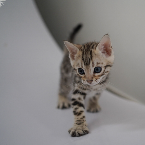 Foto van de poes