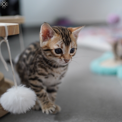 Foto van de poes