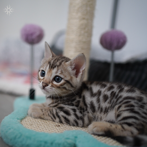 Foto van de poes