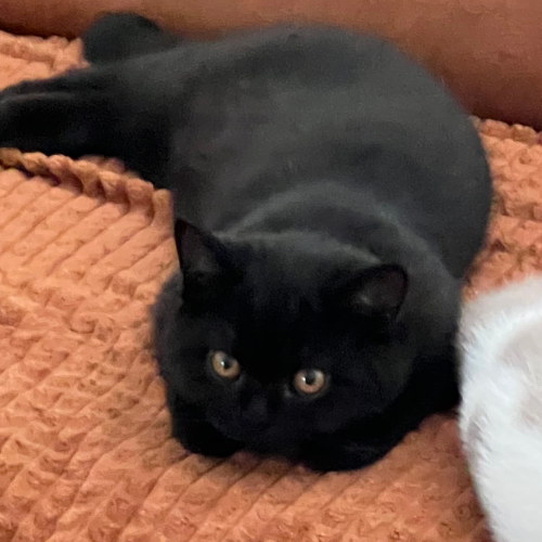 Foto van de poes