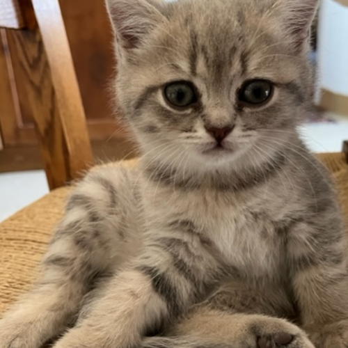 Foto van de poes