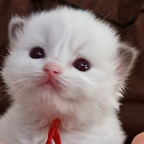 Foto van de poes