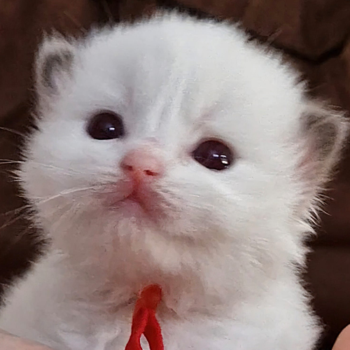 Foto van de poes