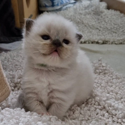 Foto van de poes