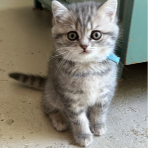 Foto van de poes