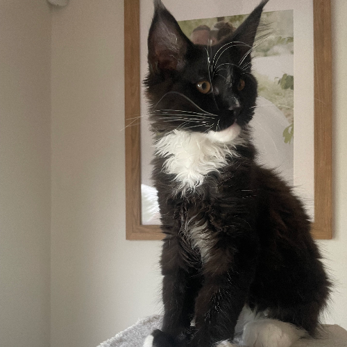 Foto van de poes