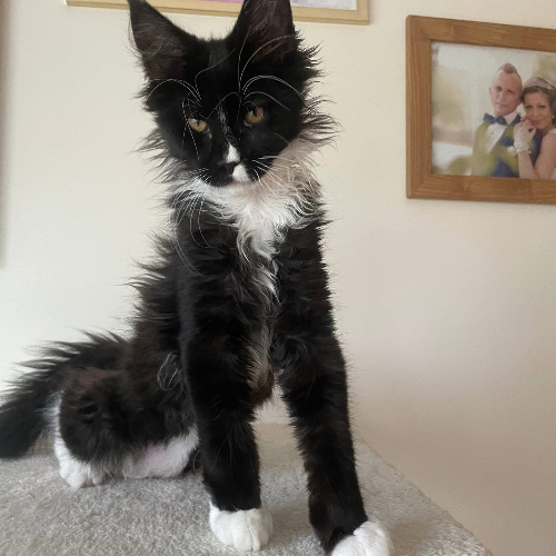 Foto van de poes
