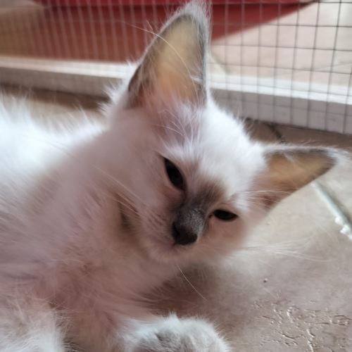 Foto van de poes