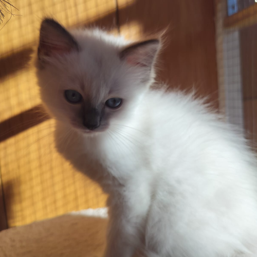 Foto van de poes