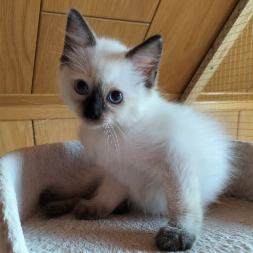 Foto van de poes