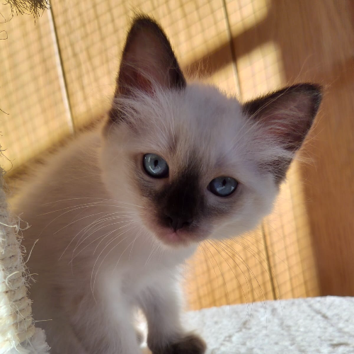 Foto van de poes