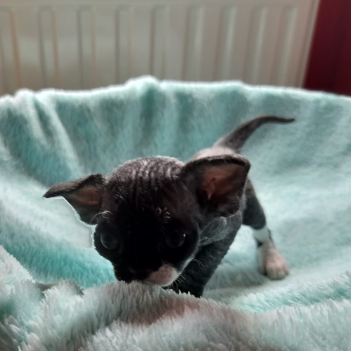 Foto van de poes