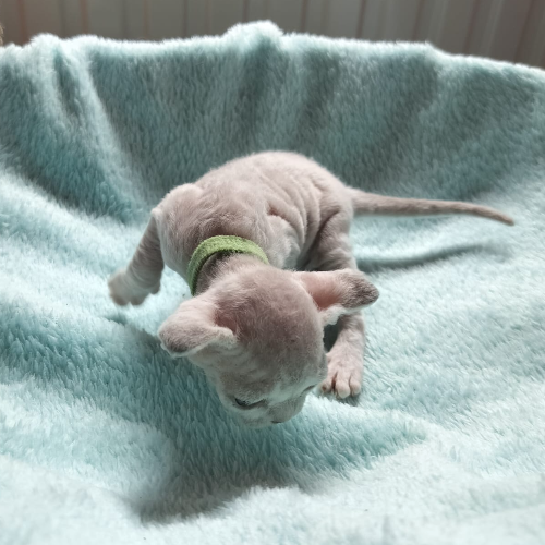 Foto van de poes