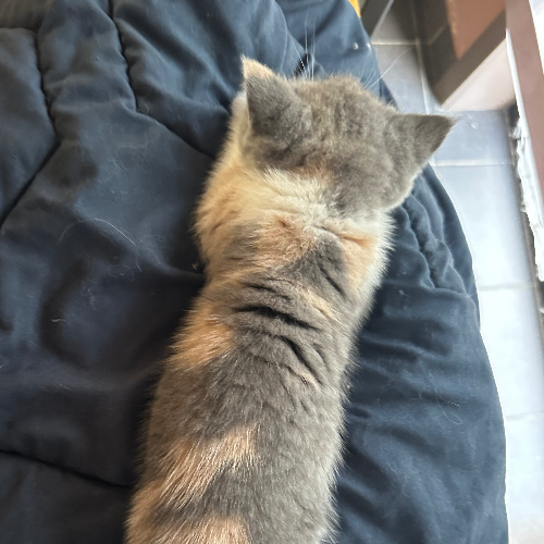 Foto van de poes