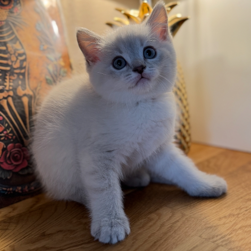 Foto van de poes