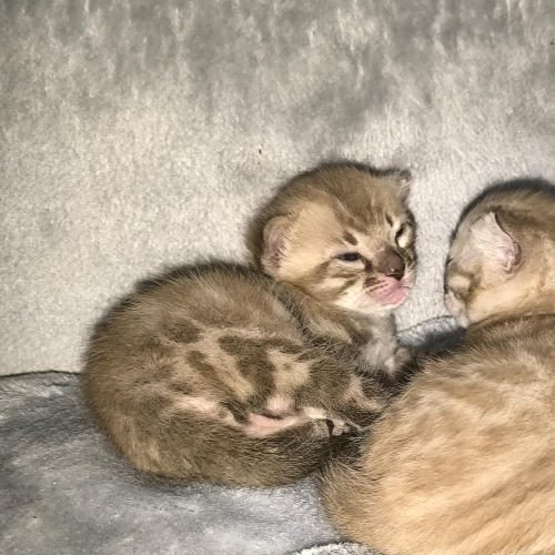 Foto van de poes
